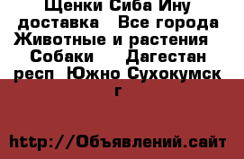 Щенки Сиба Ину доставка - Все города Животные и растения » Собаки   . Дагестан респ.,Южно-Сухокумск г.